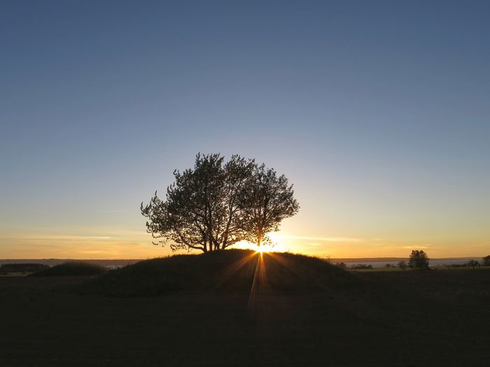 Silhouette tree on field against clear sky at sunset