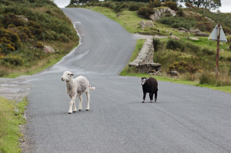 View of sheep walking on road