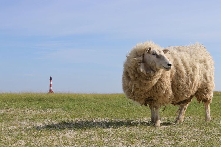 Sheep sankt-peter ording
