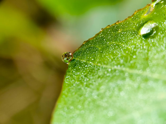 Close up shot of crystal clear dew drop on the edge of a leaf