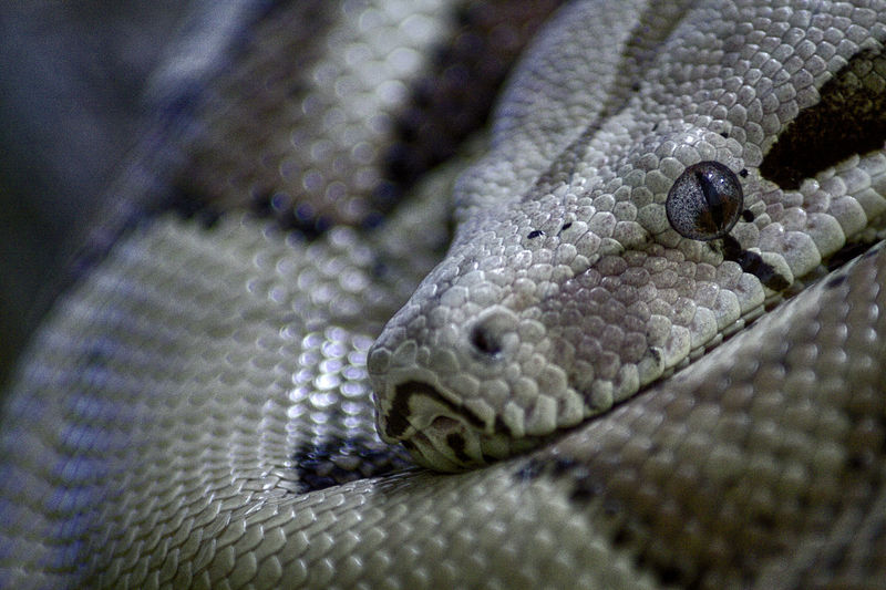 Detail shot of a snake