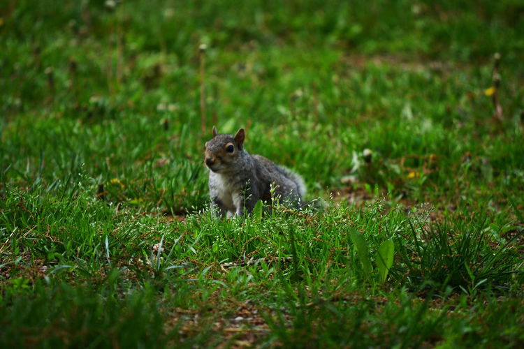 Squirrel sitting on grass