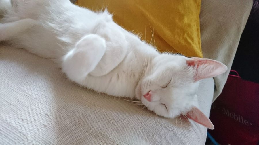 Close-up of cat