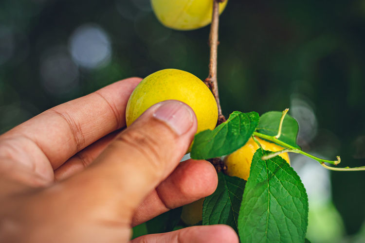 Close-up of hand holding fruits