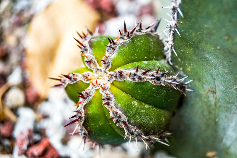 Close-up of frosted cactus