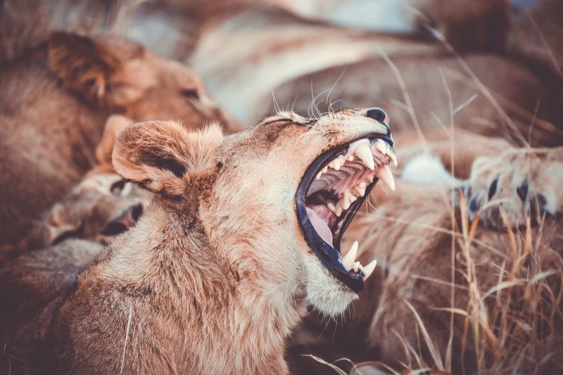 Close-up of lioness roaring on field