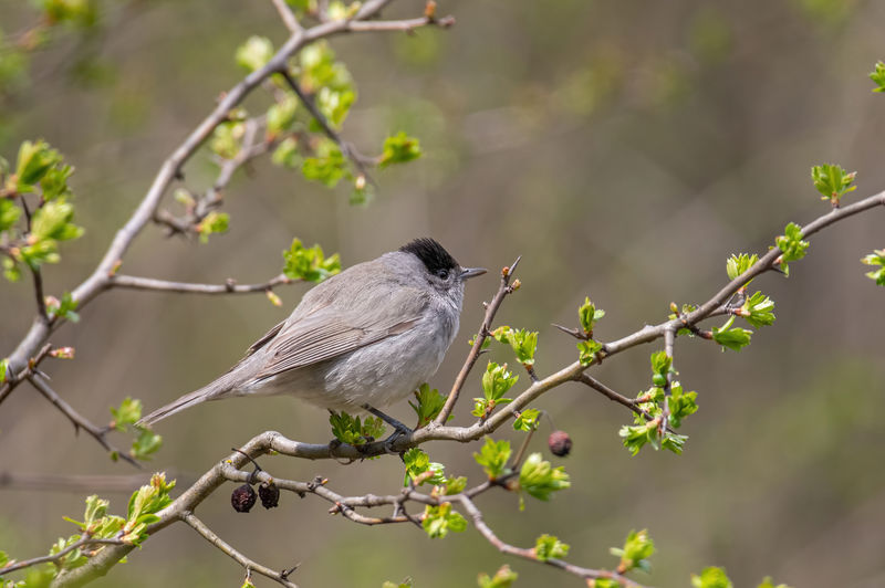 Low angle view of bird perching on branch