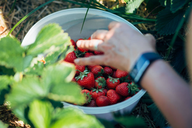 Cropped image of woman picking strawberries from bowl at farm