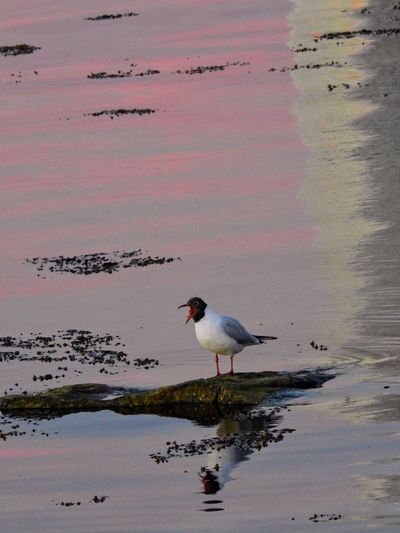 Birds on shore against sky during sunset