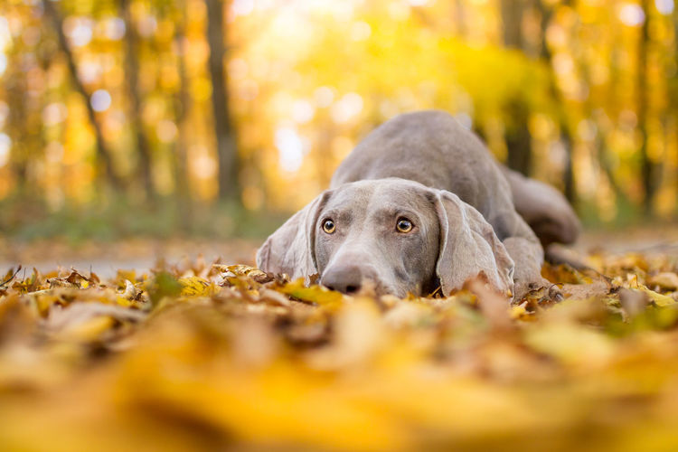 Sad dog lying in the autumn forest 