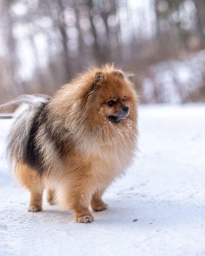 Portrait of a little spitz on a walk in winter