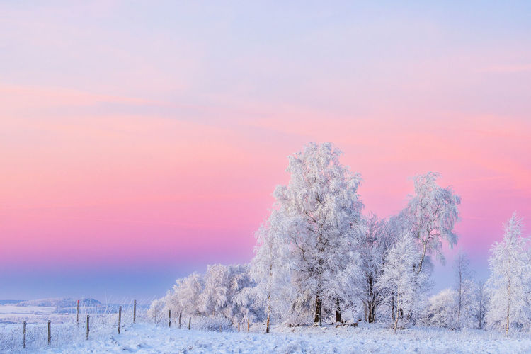 Trees on snow covered landscape against sky during sunset