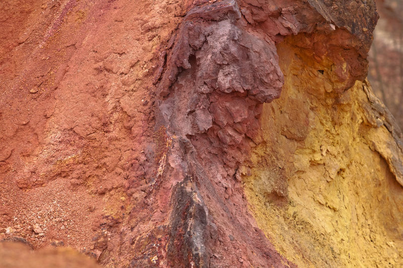 Close-up of tree trunk
