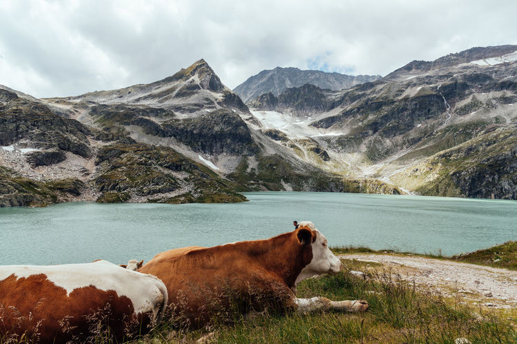 Cows at alpine lake