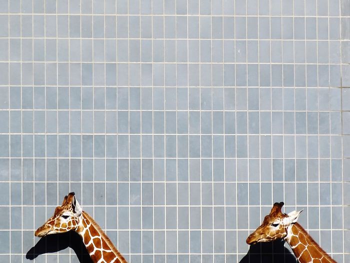 Giraffe head against tiled wall