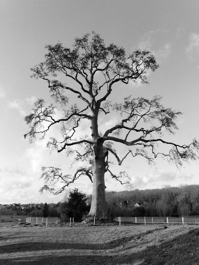 Tree on field against sky