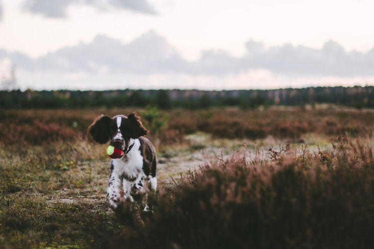 Close-up portrait of english springer spaniel at grassy field