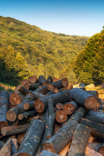 Stack of logs in forest