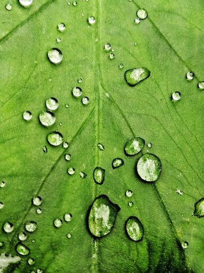 Full frame shot of water on green leaf