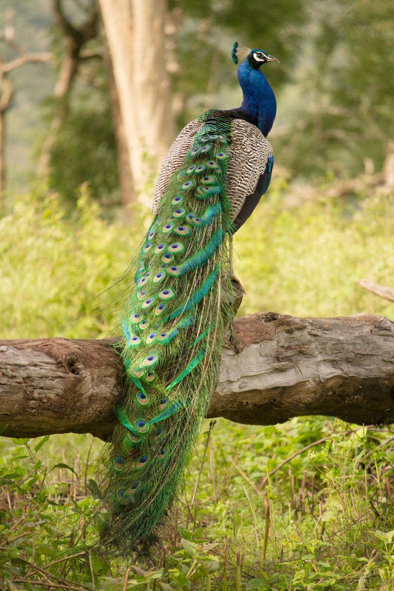 peacock tail down