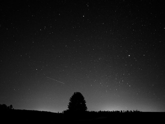 Silhouette trees against star field at night