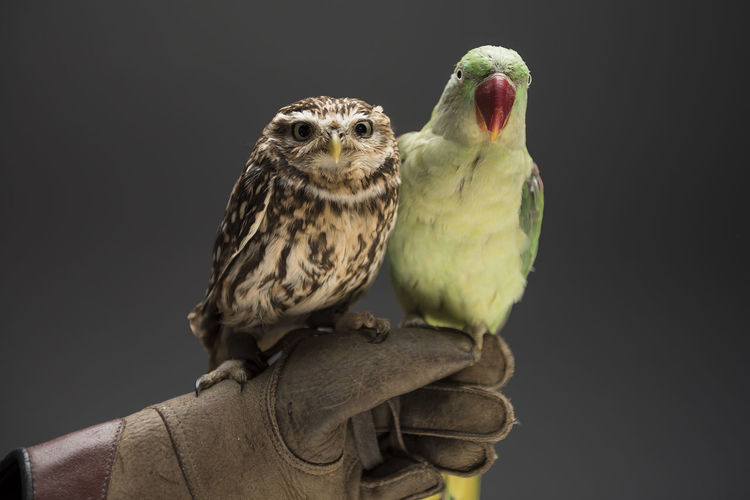 Cropped hand with gloves holding burrowing owl and parrot