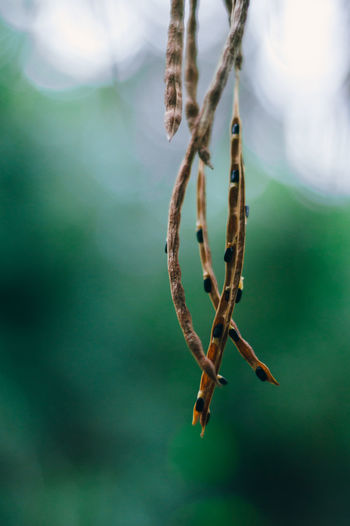 Close-up of plant hanging on twig