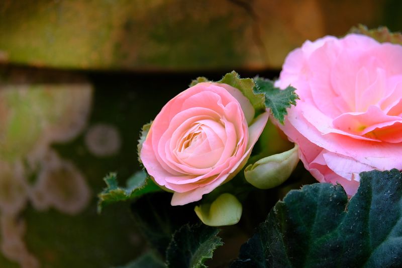 Close-up of pink roses