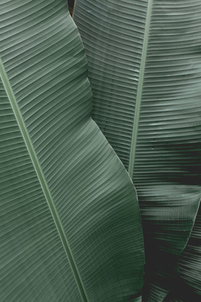 Full frame shot of banana leaves