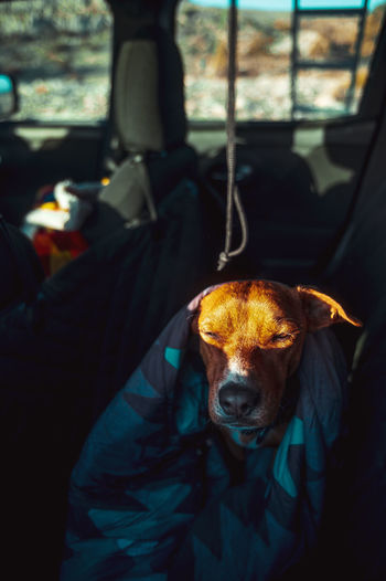 Brown domestic dog wrapped in blanket sitting on backseat of car parked on campsite and waking up from bright sunlight at dawn during road trip