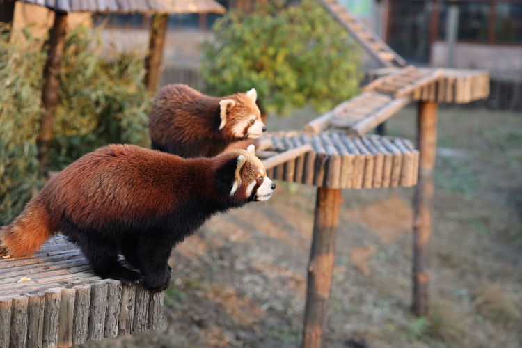 View of red panda