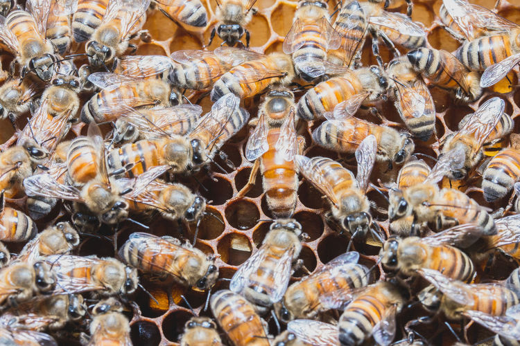 Close-up of bees