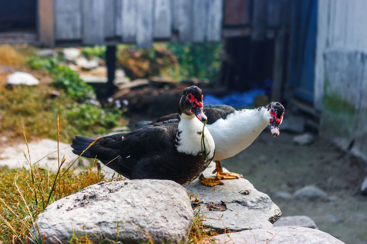 Close-up of muscovy ducks perching on rock