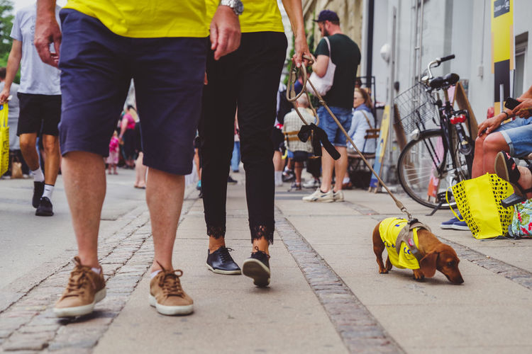 Dog clad in yellow for tour de france