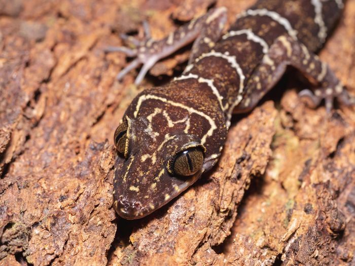 Peter's forest gecko in bako national park