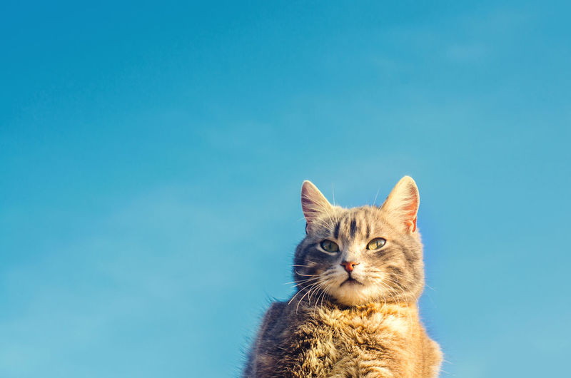 Gray cat on a blue background in sunlight. cat in the sky. a pet. beautiful kitten. place for text