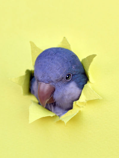 High angle view of an animal over yellow background