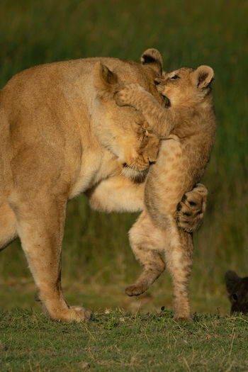 Close-up of cub play fighting with lioness