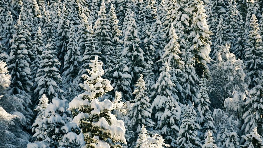 Full frame shot of snow covered tree in forest