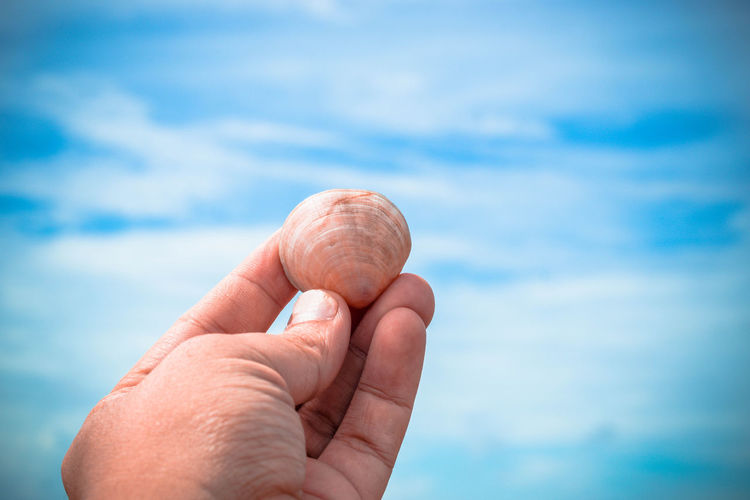 Cropped hand holding shell against blue sky