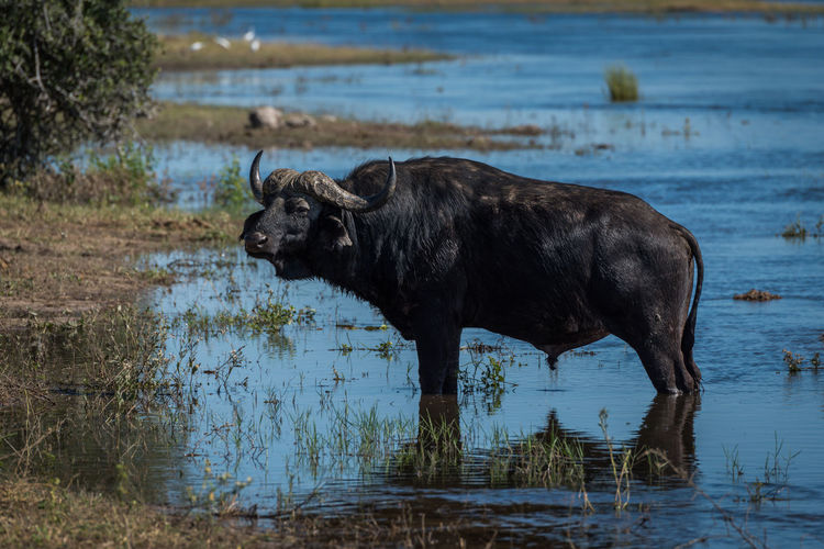 Profile view of cape buffalo standing in pond