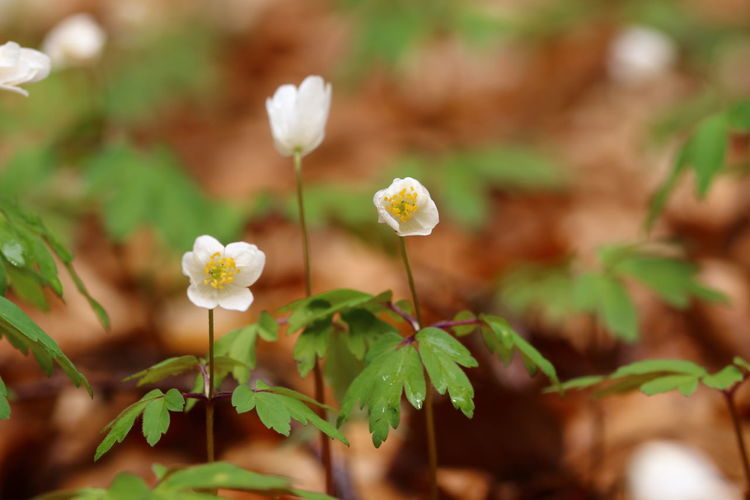 Close up of a couple blooming wildflowers