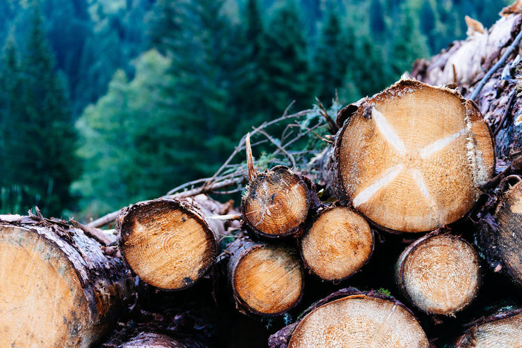 Close-up of logs in forest