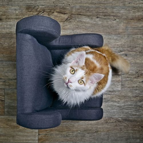Portrait of cat sitting on wooden seat