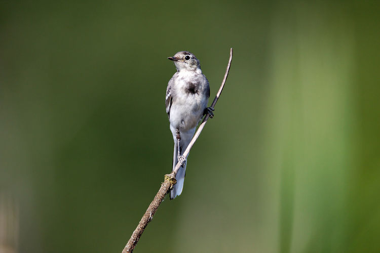 Young white wagtail on bullrush