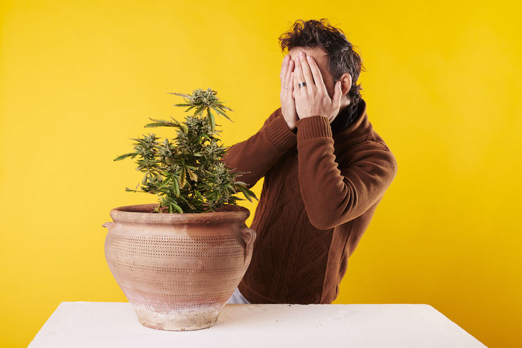 A young man surprised next to a marijuana plant with a yellow background