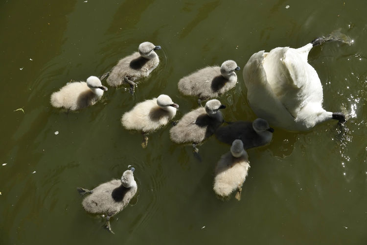 High angle view of swans swimming in lake