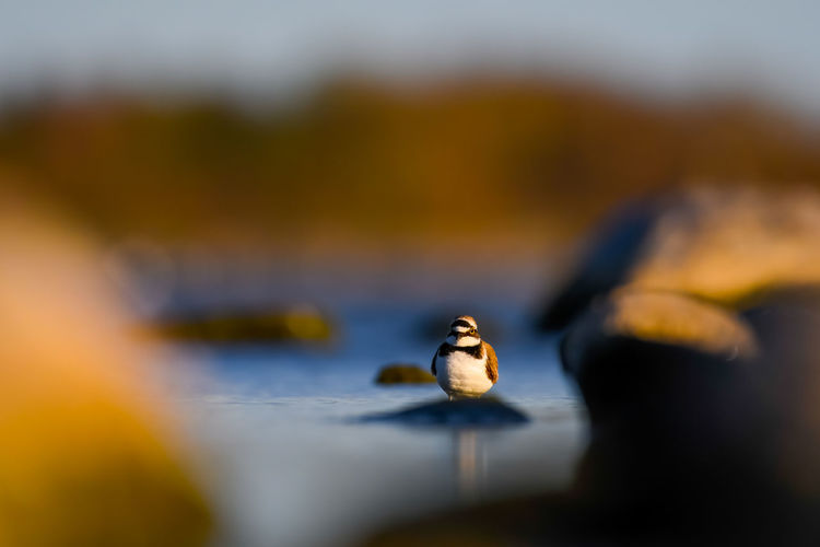 A beautiful little plover in a stunning landscape 