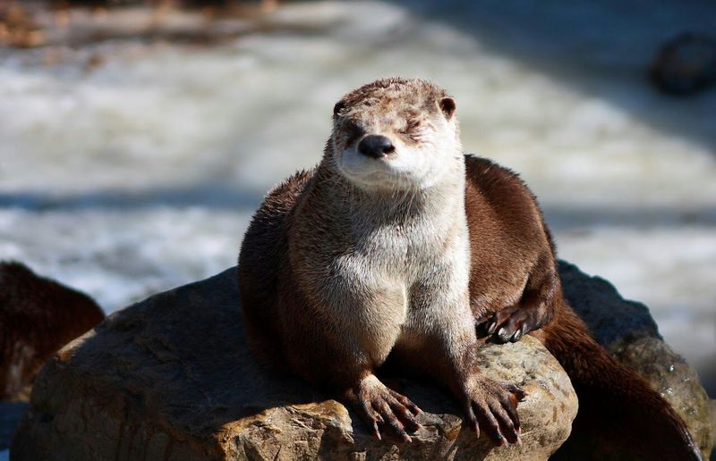 Otter relaxing on rock by lake