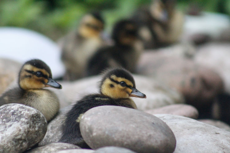 Close-up of ducks on rock